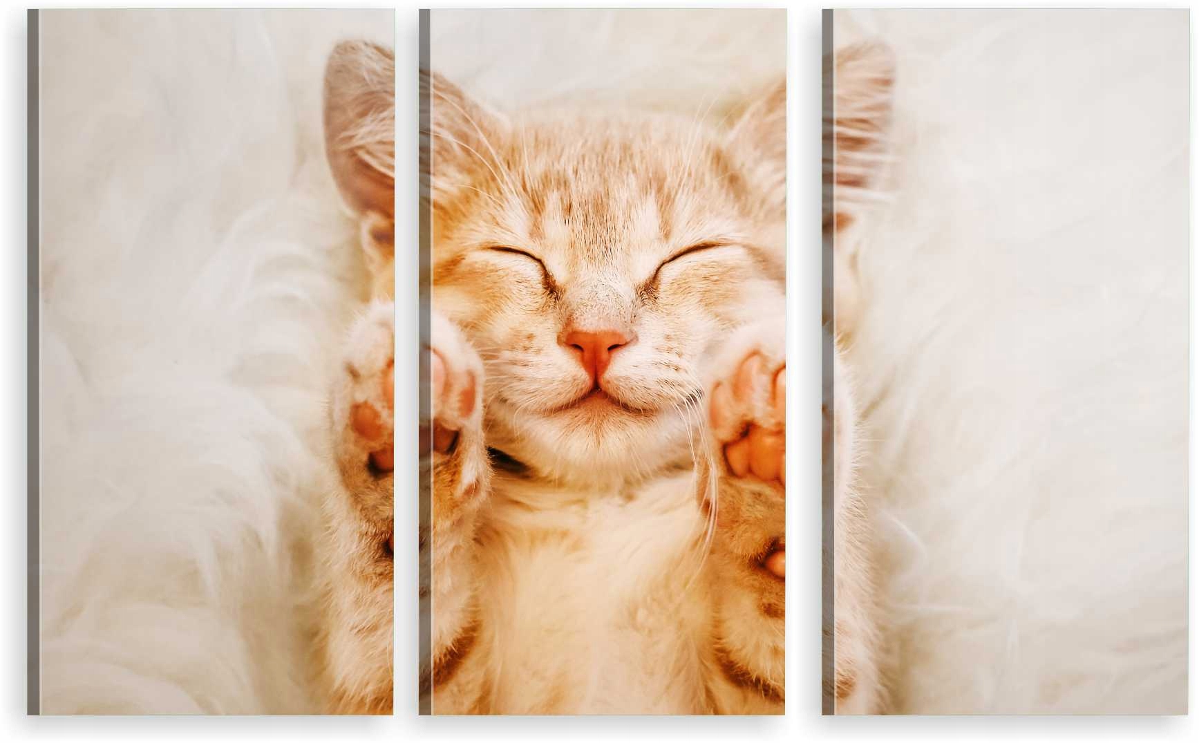 

Tryptyk Obraz Na Ścianę Do Salonu Sypialni Kociak