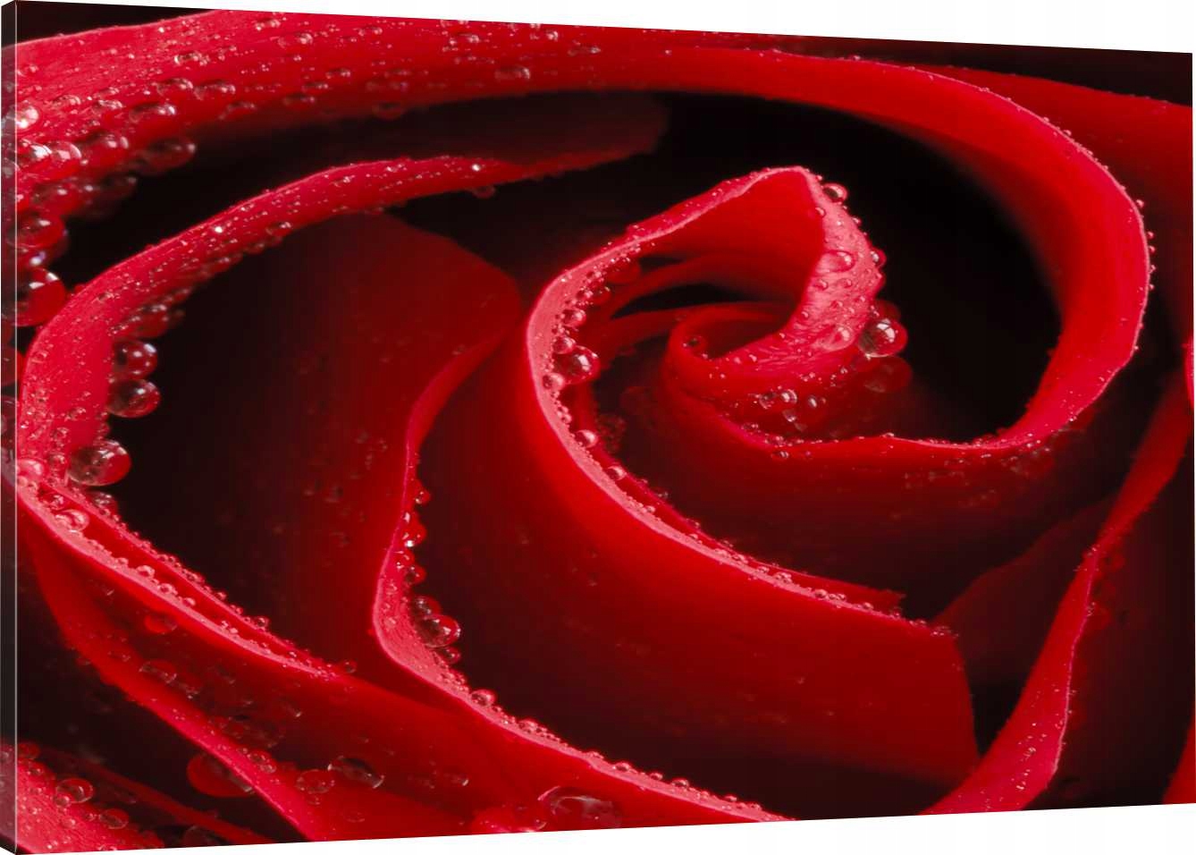 

Obraz Na Płótnie Czerwona Róża 100x70 800 Wzorów