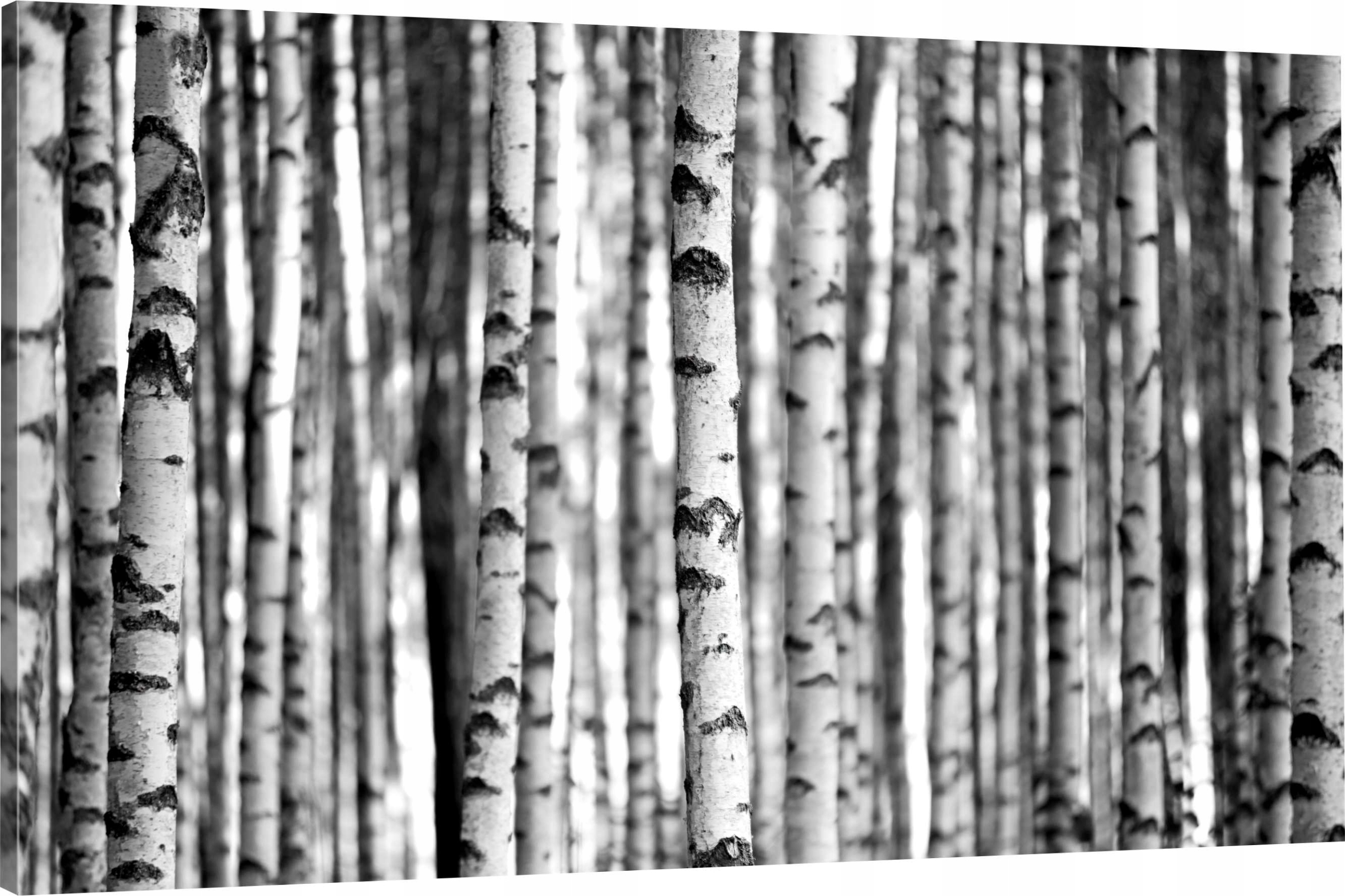 

Obraz Na Płótnie Brzozy Drzewa 120x80 Wybór Wzorów