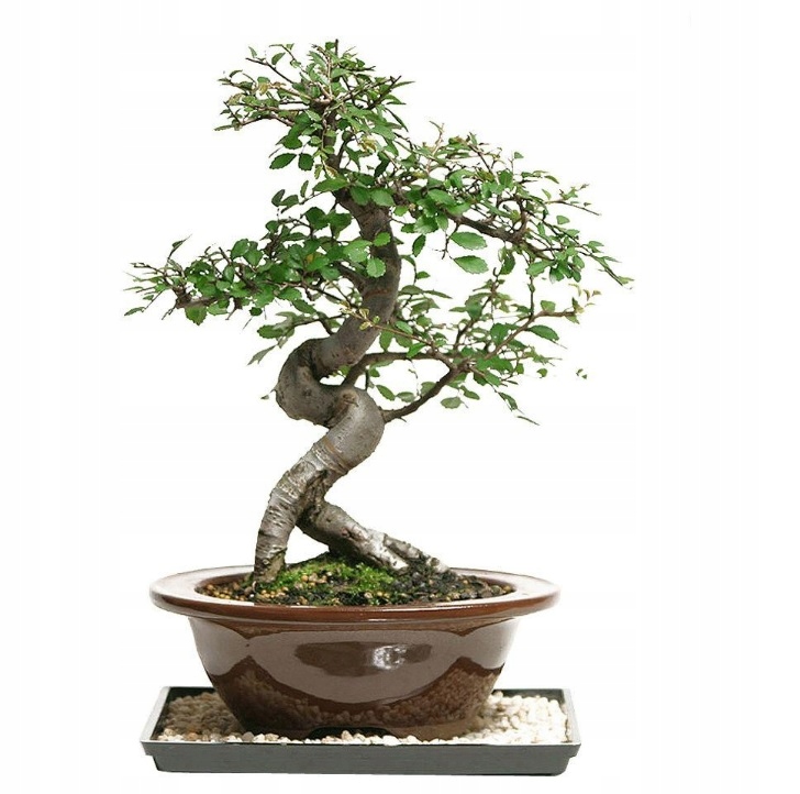 ODŻYWKA DO BONSAI STRONG APLIKATOR AGRECOL 1X30ML Forma płyn