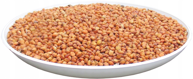 SORGO 1KG - PASZOWE CZYSTE NASIONA ZANĘTA PASZA