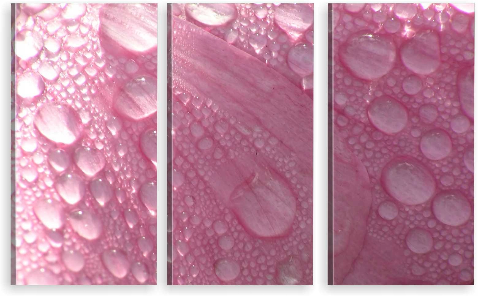 

Tryptyk Obraz Na Ścianę Rosa Płatek 980 Wzorów