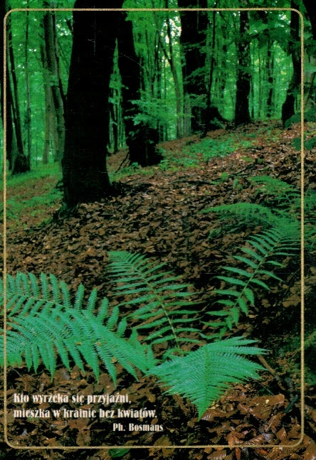 Postcard Nature Card