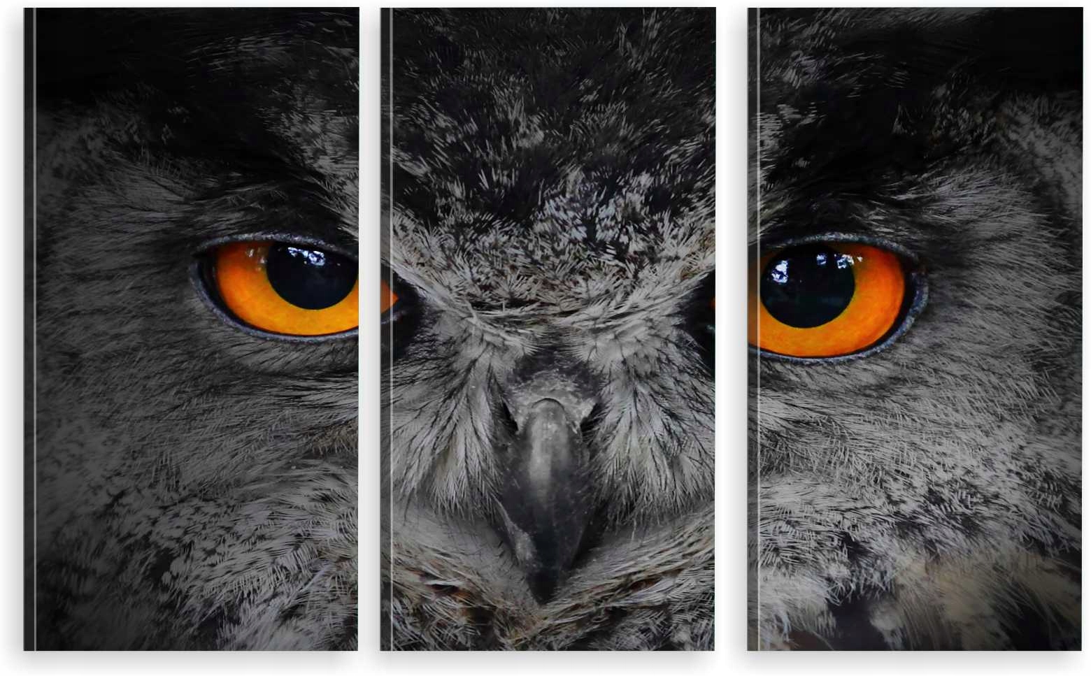 

Tryptyk Obraz Na Ścianę Sowa Oczy 800 Wzorów