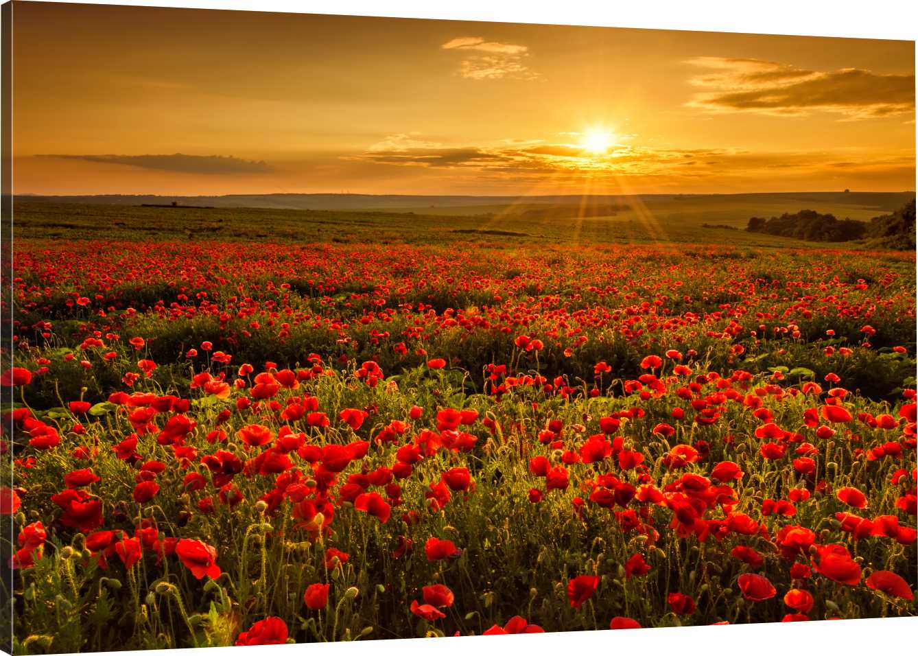 

Obraz Na Płótnie Maki Zachód Słońca 110x70 800 Wz