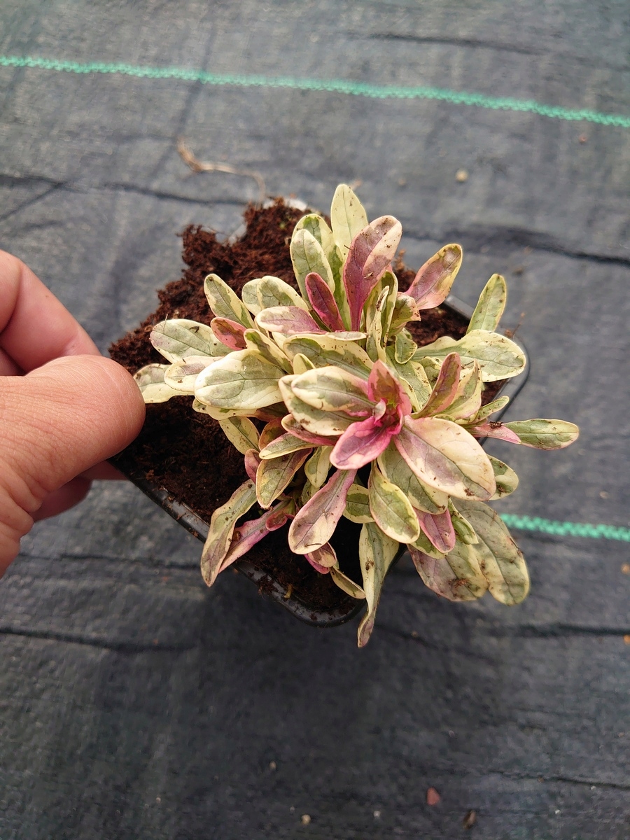 DĄBRÓWKA ROZŁOGOWA PRINCESS NADIA SADZONKI EAN 5904172841988