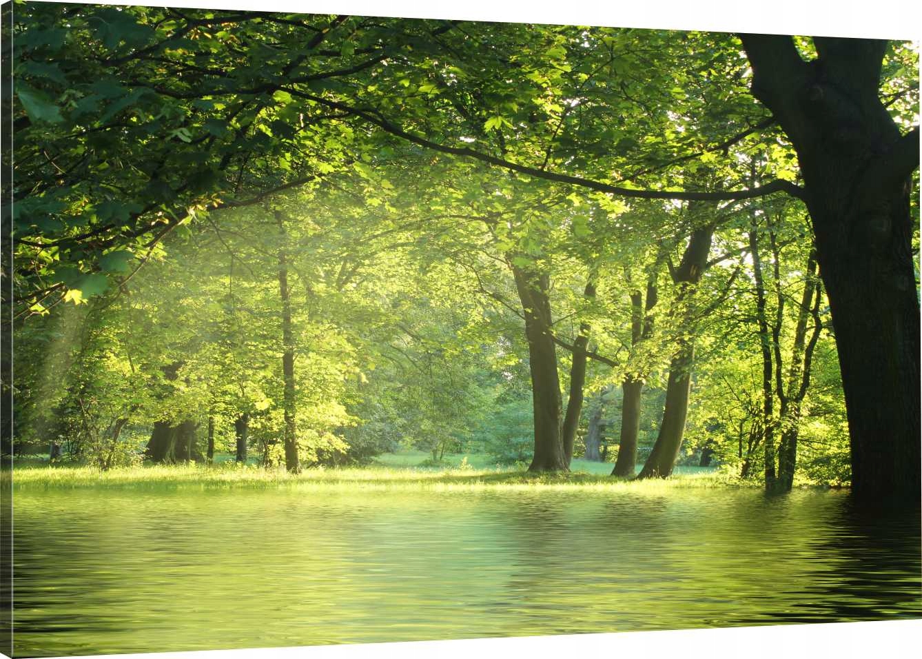 

Obraz Na Płótnie Las Natura 120X80 800 Wzorów