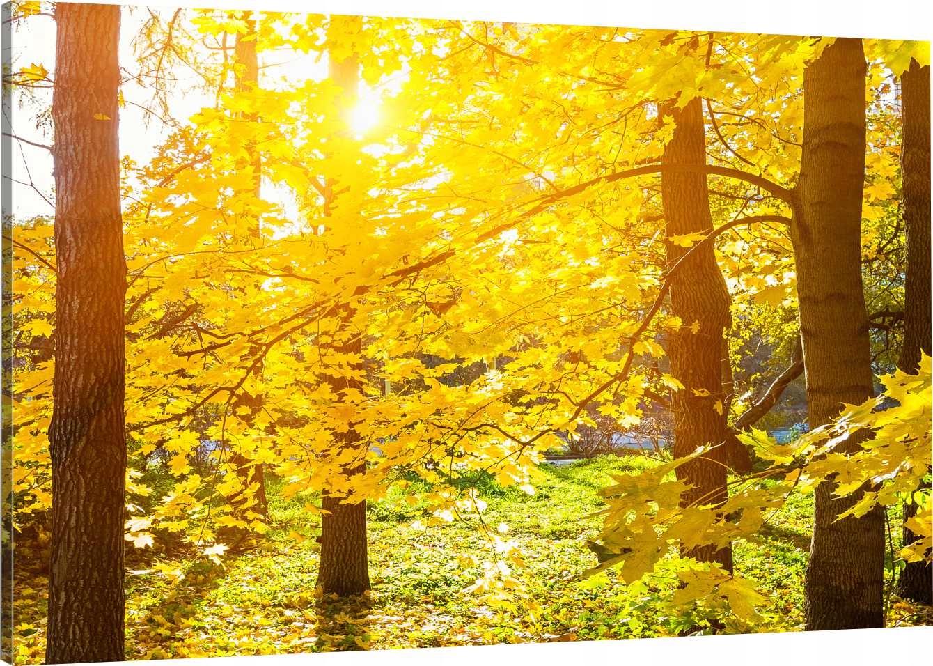 

Obraz Na Płótnie Jesień Natura 90x60 800 Wzorów