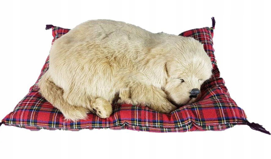 

Pies Śpiący Na Poduszce Duży Piesek Labrador