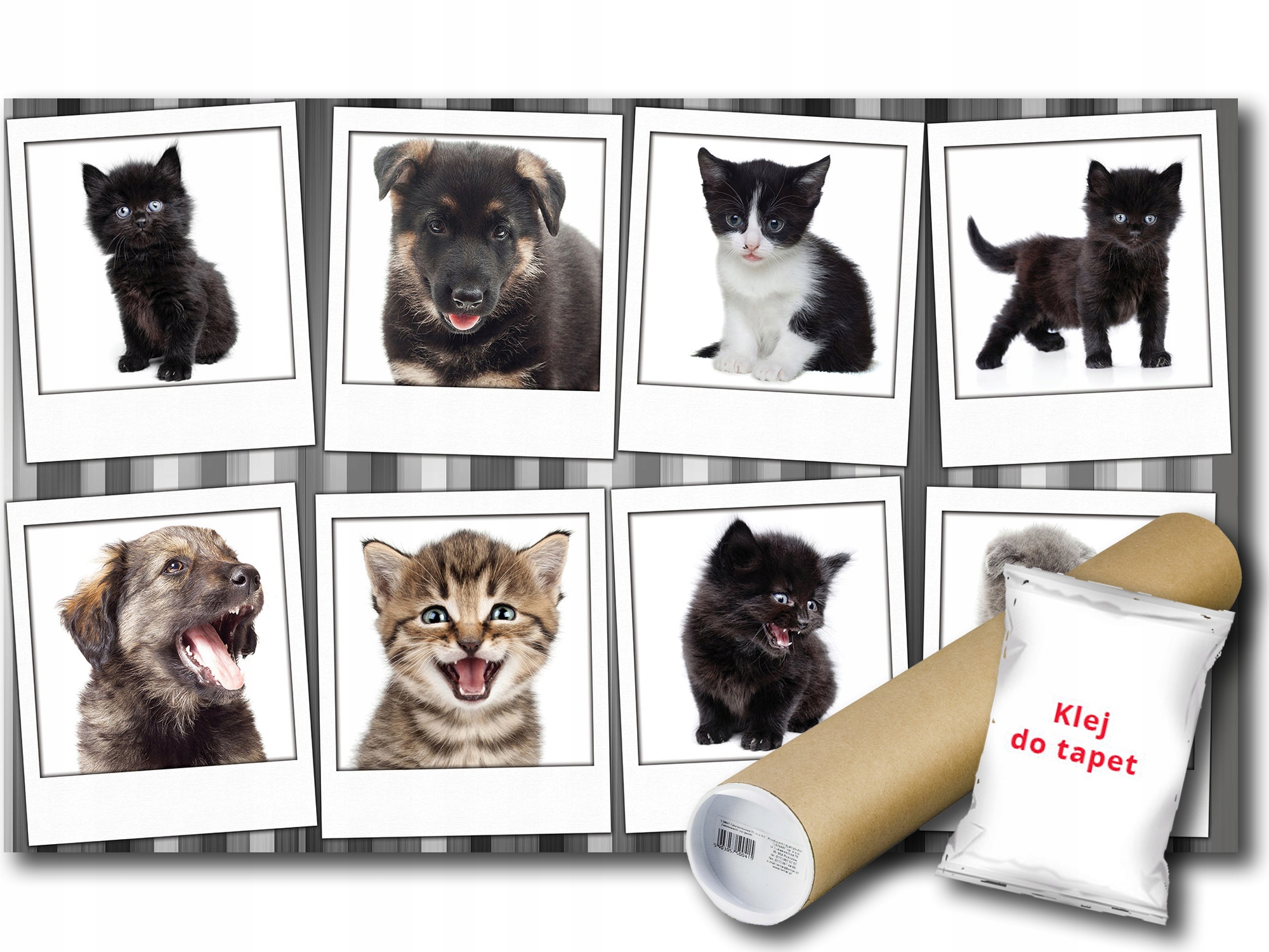 Fototapeta Pes Kočka 12D V4 254x184 F10453