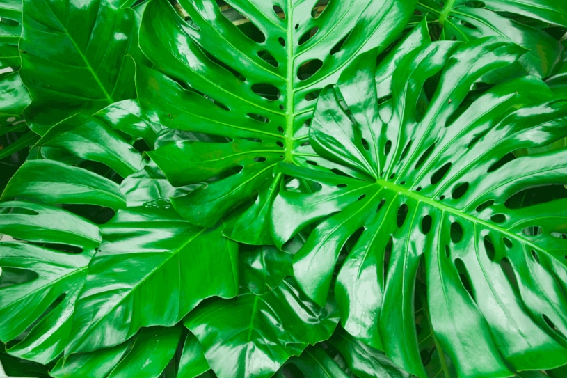 BIOPON Nabłyszczacz do LIŚCI 600ml + 150ml GRATIS Zastosowanie do roślin liściastych