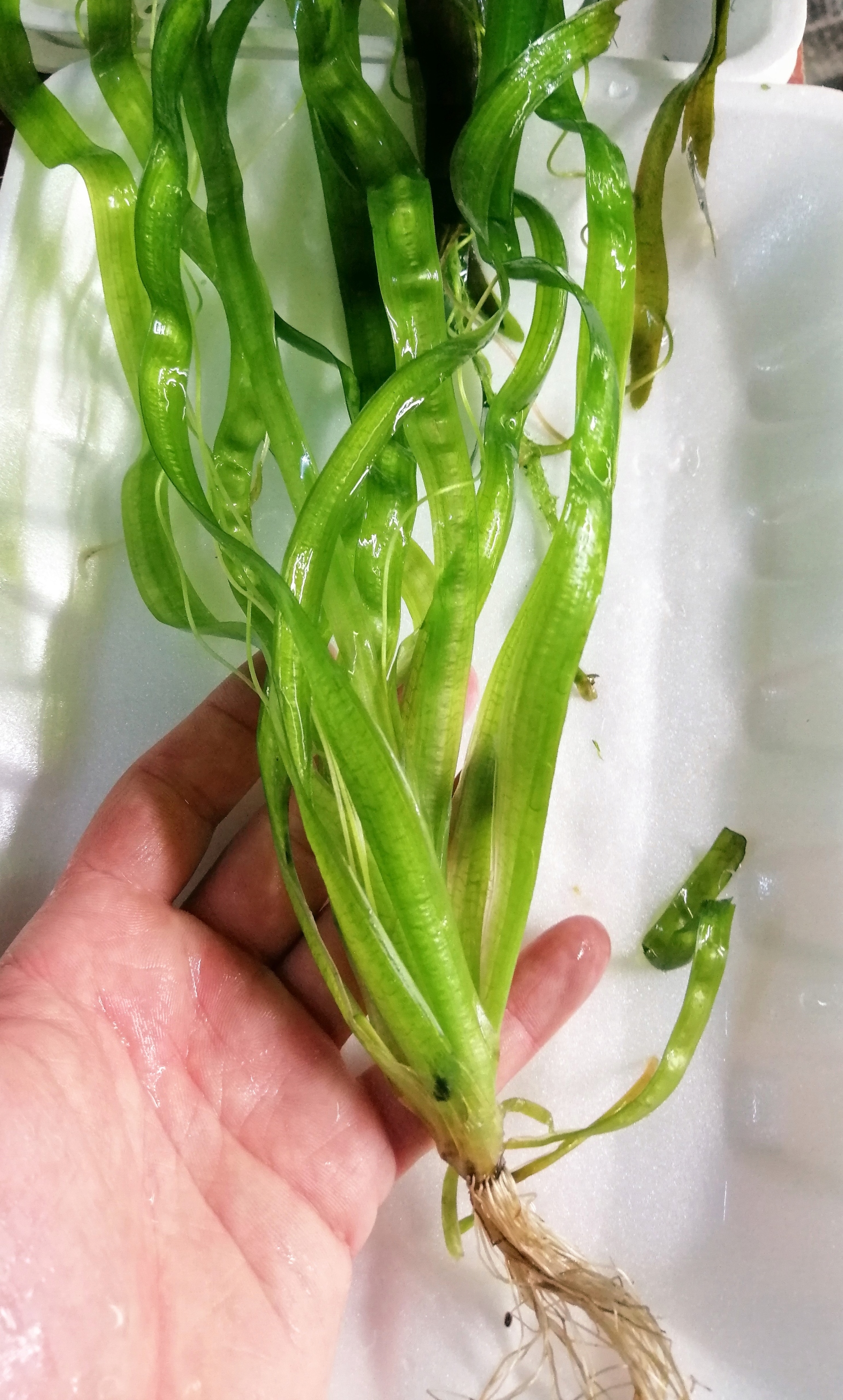 Vallisneria serpentina Tiger - hodowla podwodna