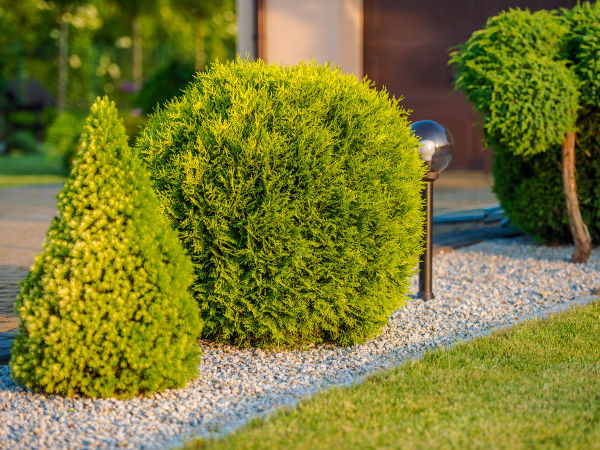 PINIVIT NAWÓZ DO IGLAKÓW TUI ŚWIERKÓW CISÓW JODEŁ Waga 1 kg
