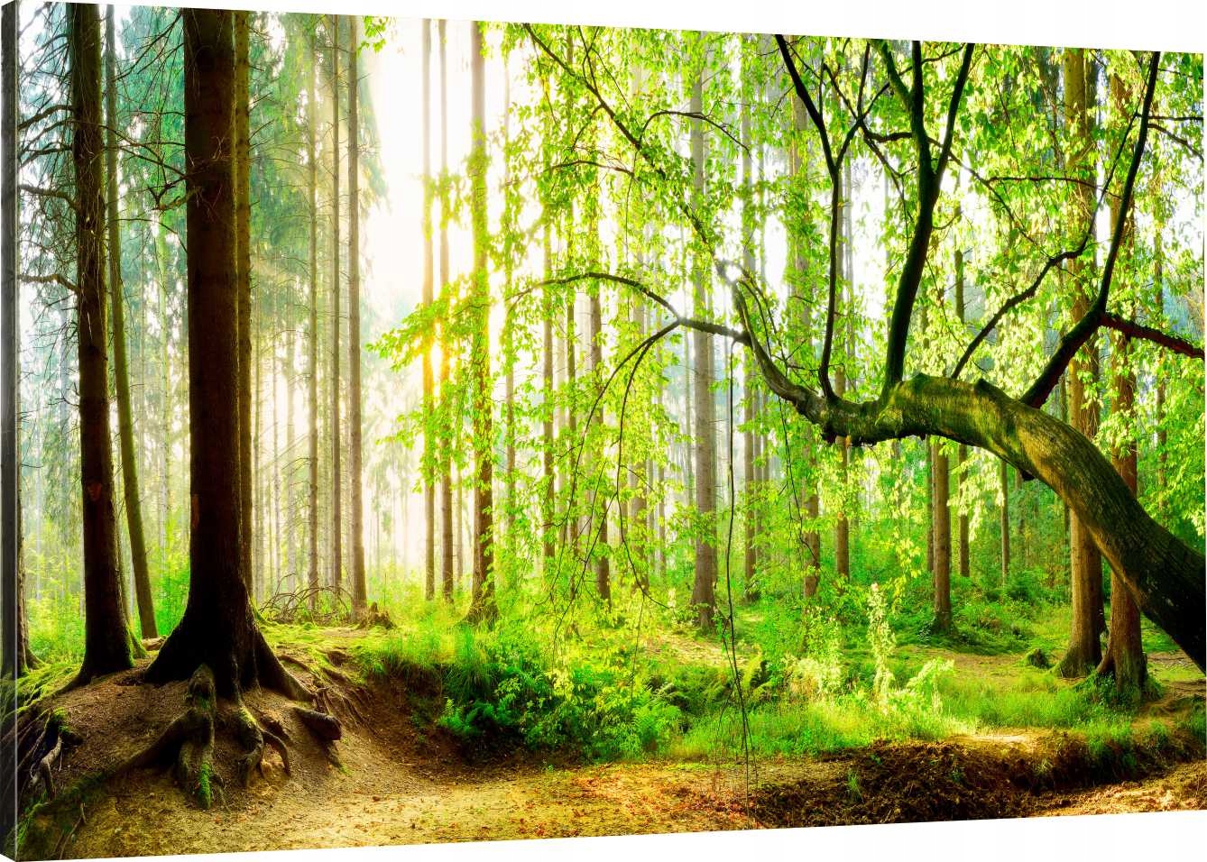 

Obraz Na Płótnie Do Salonu Drzewa Las 100x70 800WZ