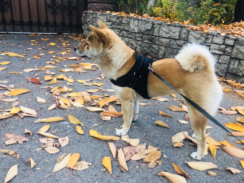 MOCNE SZELKI DLA PSA PSÓW różne KOLORY rozmiar L Rozmiar M