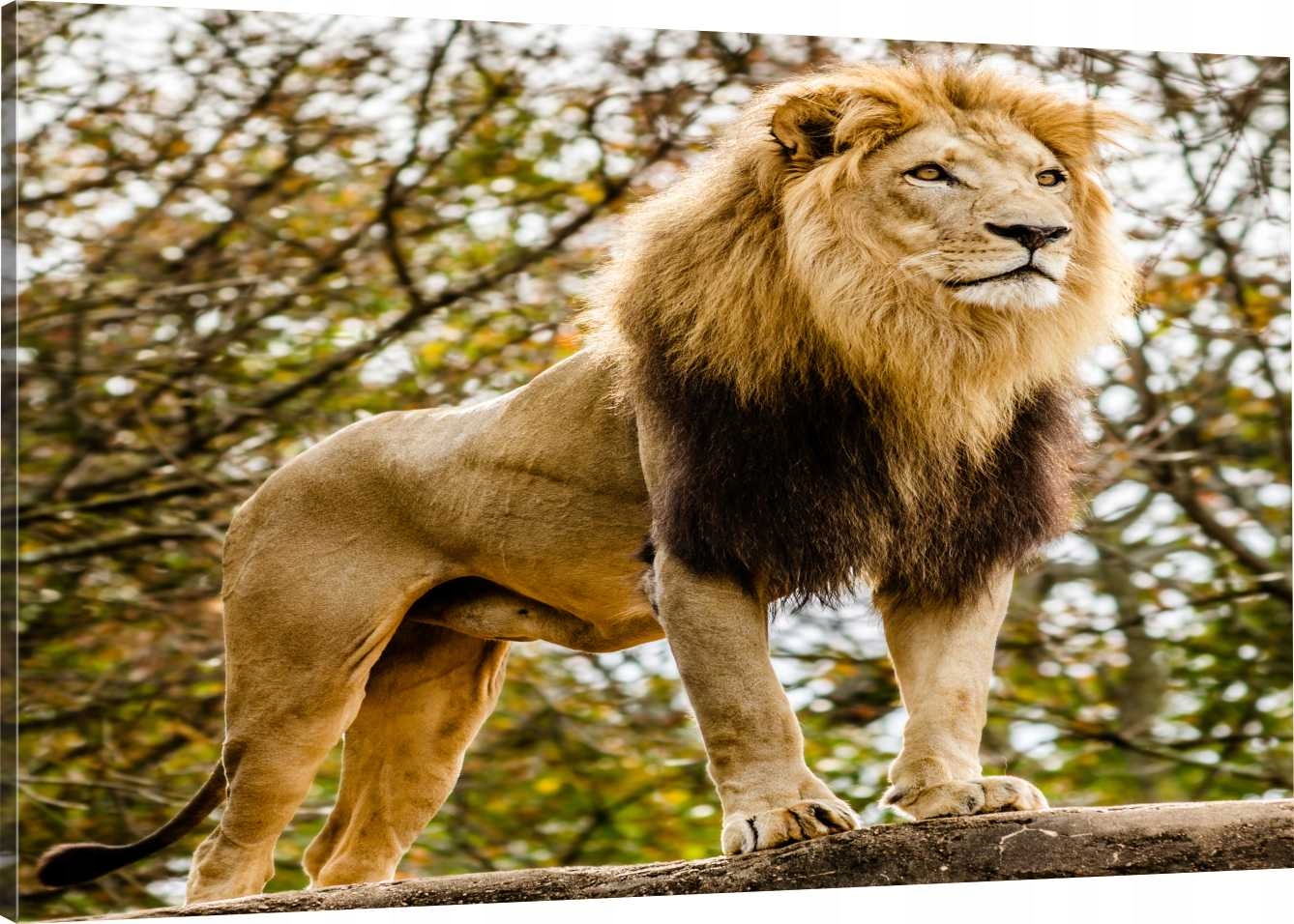 

Obraz Na Płótnie Król Lew 100x70 800 Wzorów