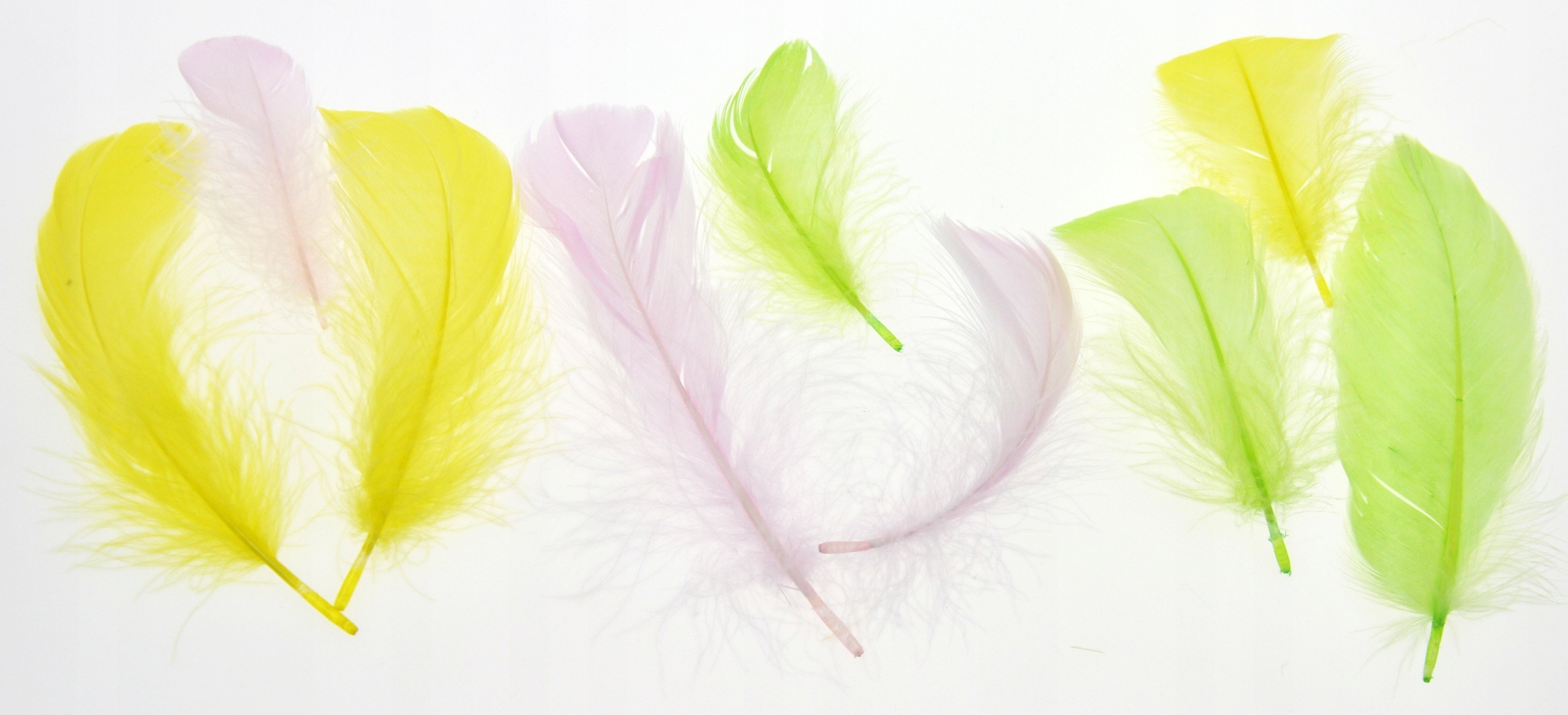 PIÓRKA 200 szt prawdziwe KOLOROWE ŚWIĘTA Kod producenta 5930