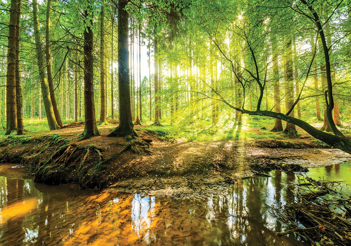 

Fototapeta 3D Las Drzewa Natura Mgła Salon 416x254