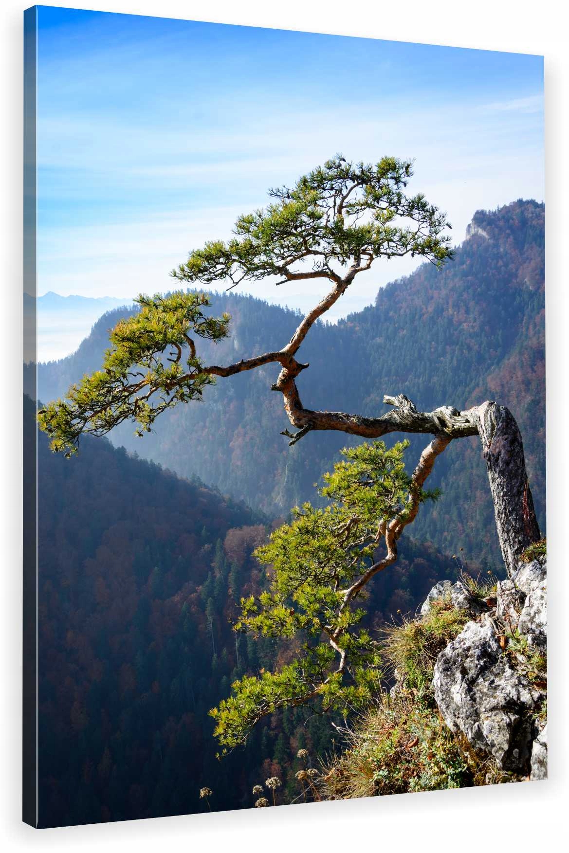 

Obraz Na Płótnie Sosna Na Sokolicy 60x90 Wybór Wz