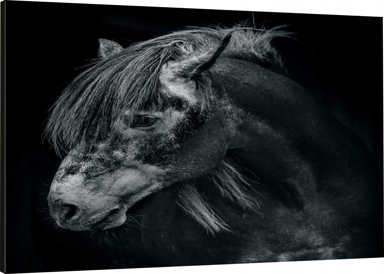 

Obraz Na Płótnie Koń Głowa Czerń 100x70 800 Wzorów