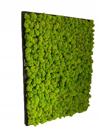 Mech přírodní Obraz z mechu Dekorace z mechu!