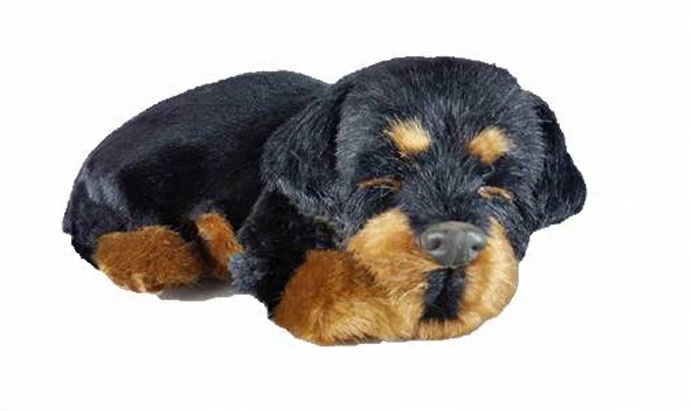 

Pies Śpiący Duży Piesek Rottweiler
