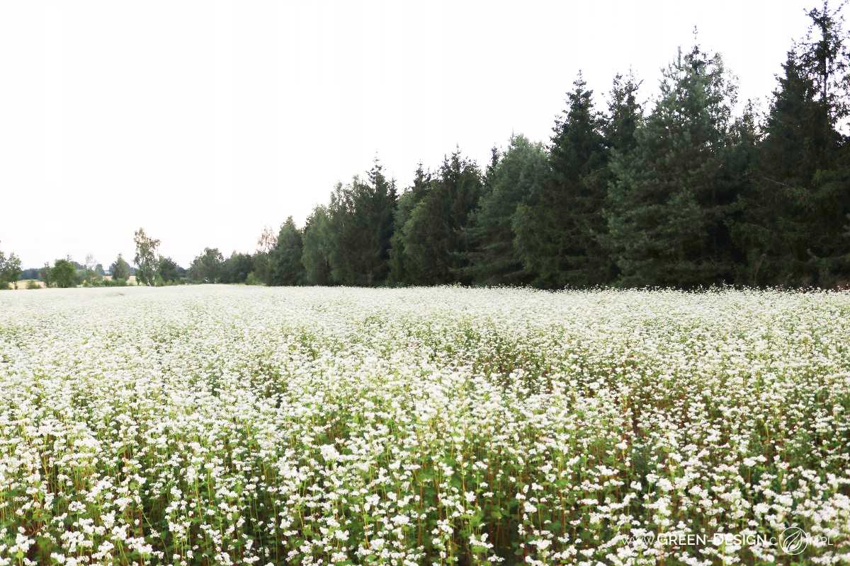 Poduszka+ poszewka łuska gryki gorczyca 40x40 eko EAN (GTIN) 5903990623080