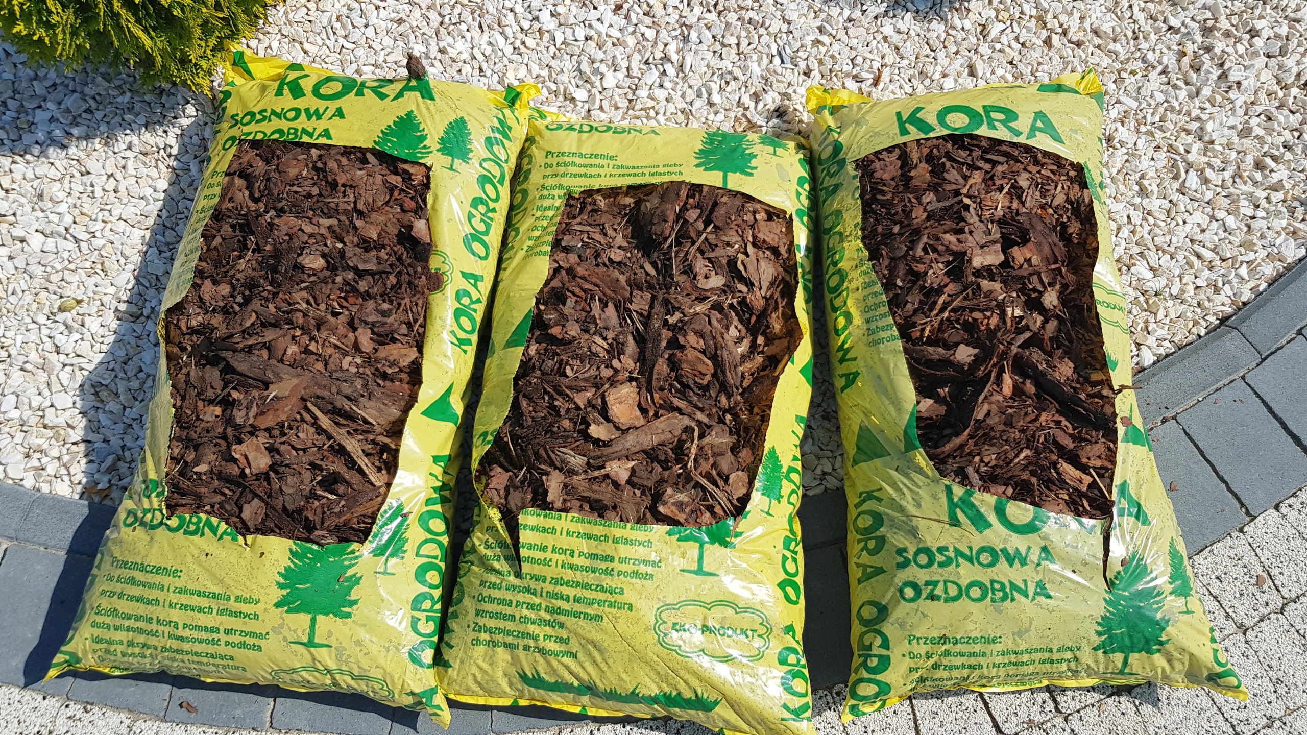 ашан цветы в горшках. магазин комнатных растений.