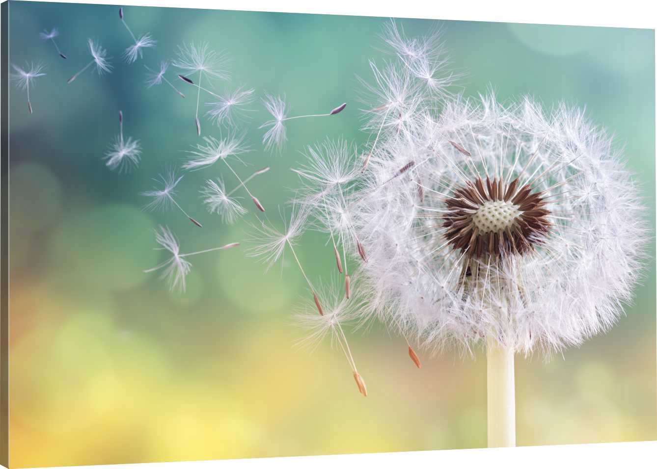 

Obraz Na Płótnie Dmuchawiec 100x70 980 Wzorów