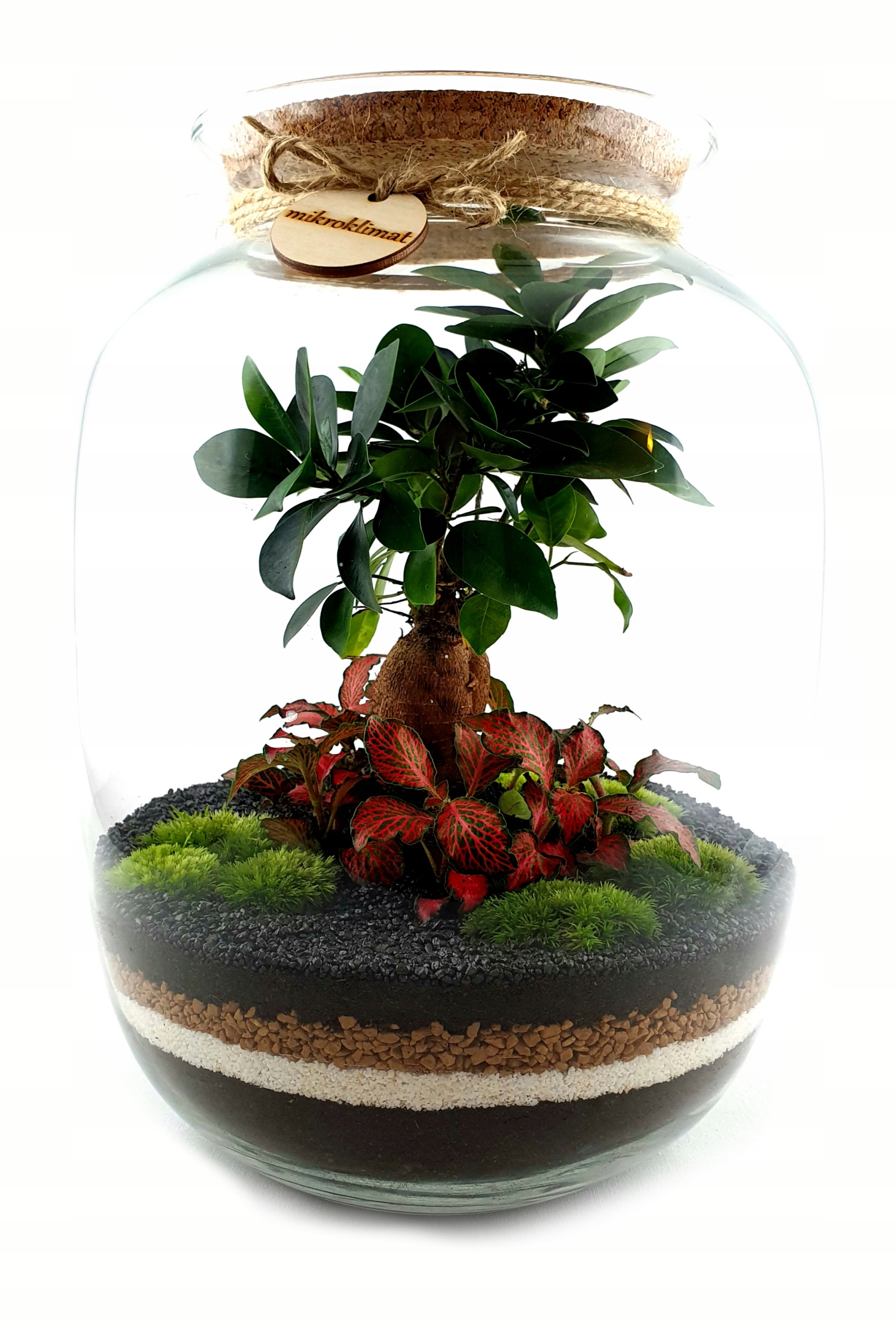 

MikroKlimat Las w słoiku Bonsai wys.33 Fittonia
