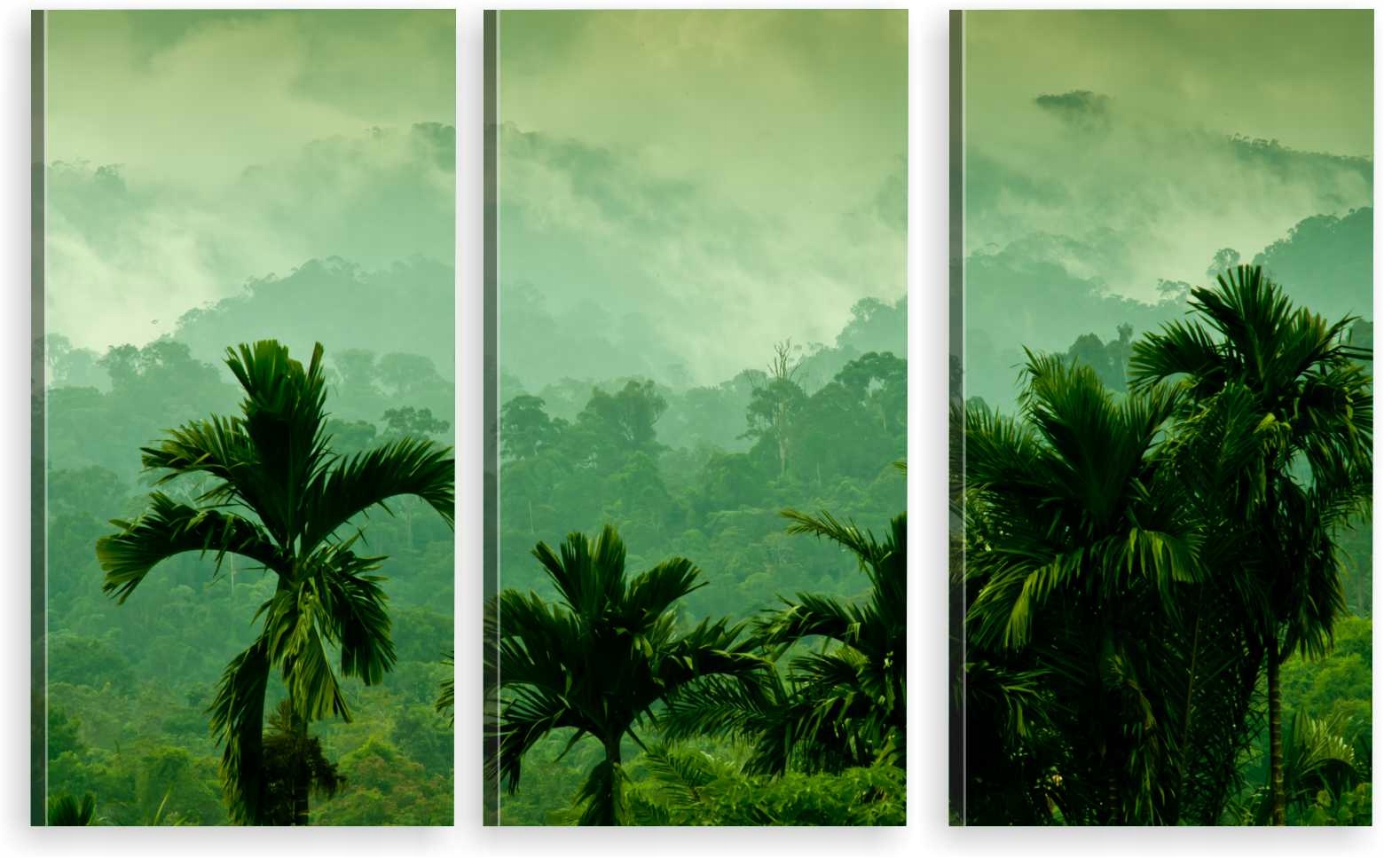 

Tryptyk Obraz Na Ścianę Dżungla Palmy Mgła 980 Wz
