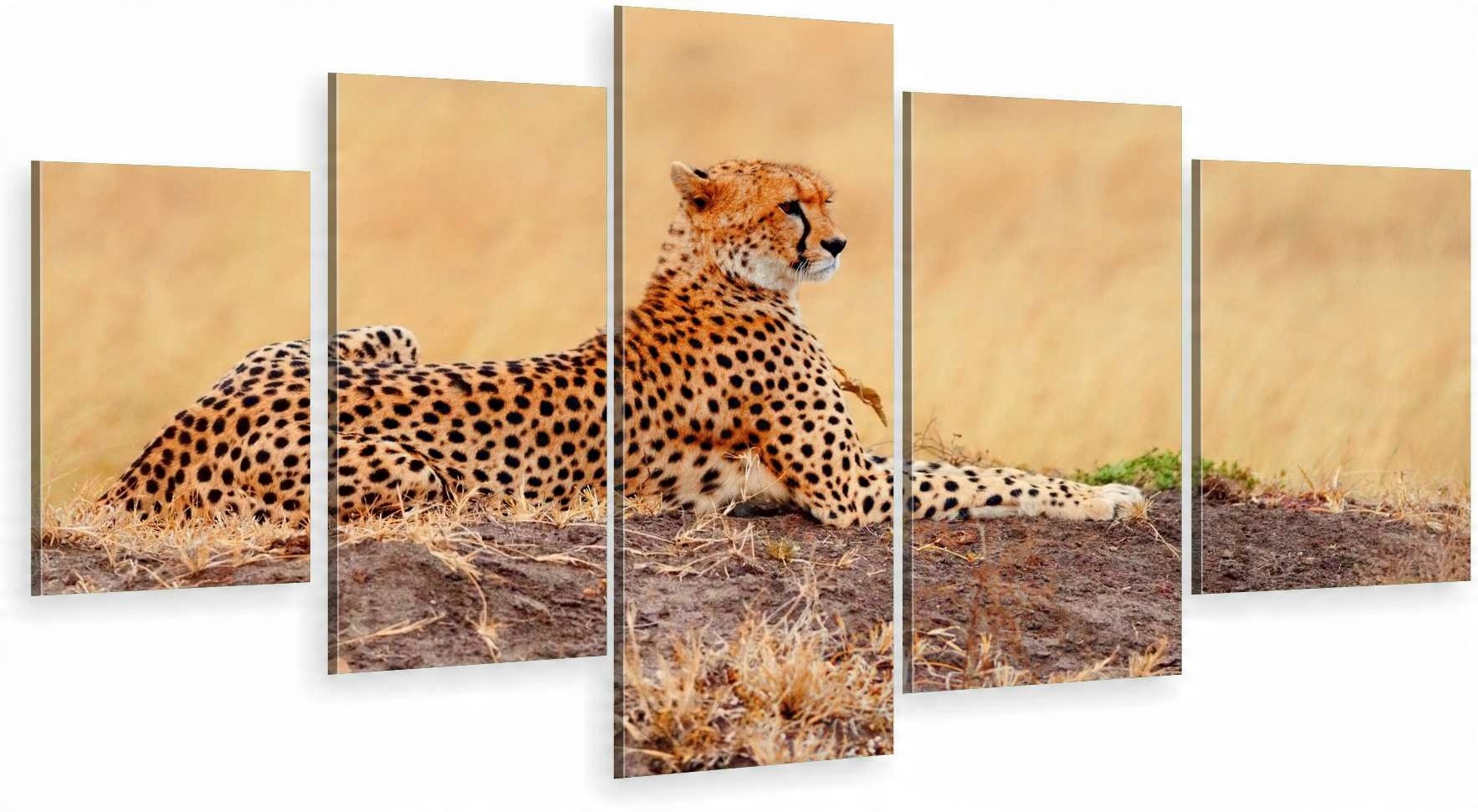 

Tryptyk 5-CZĘŚCI Na Ścianę Leopard Afryka 980 Wz