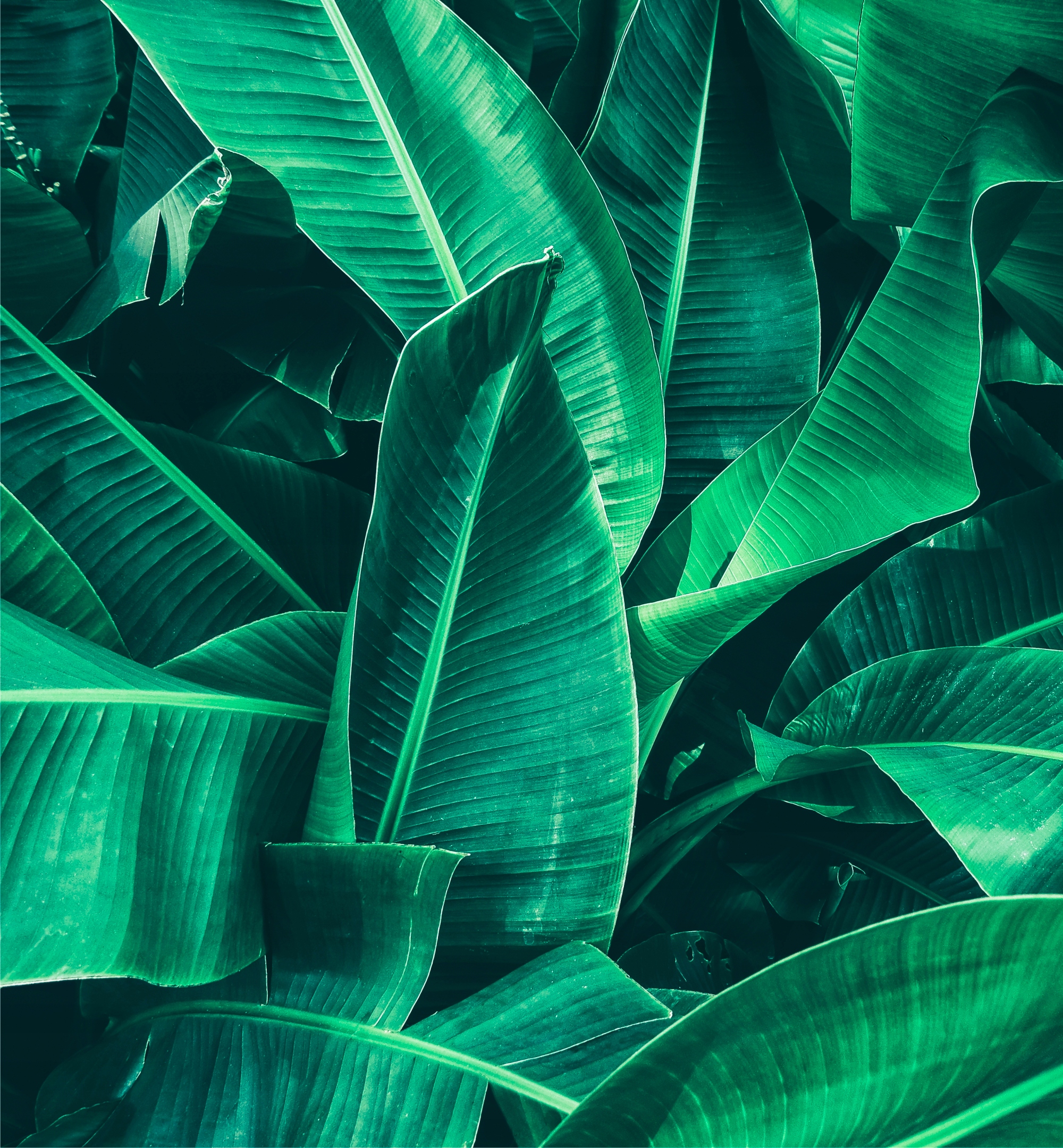 

Fototapeta 3D Liście 200x270cm Flizelina