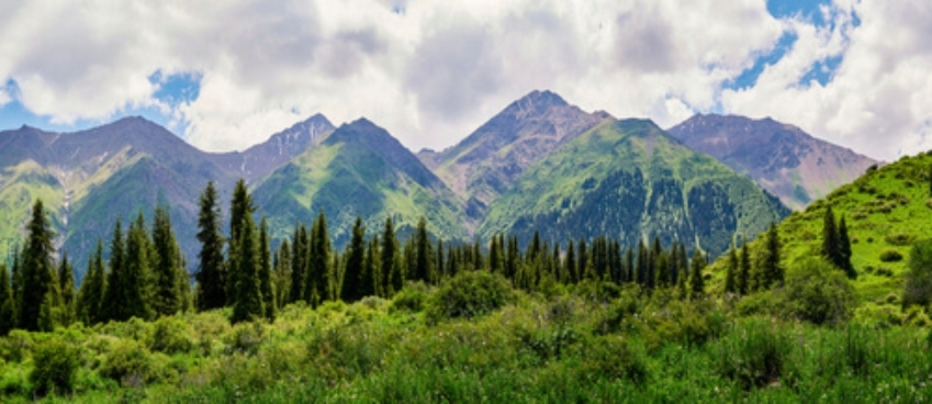 

Fototapeta 3d Grafika Widok Kwiaty Las Konie Piłka