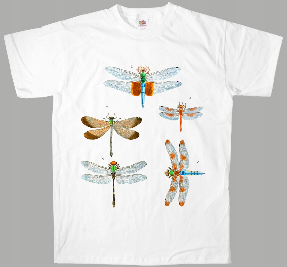 

Starodruk owady ważki ważka dragonfly dragonflies