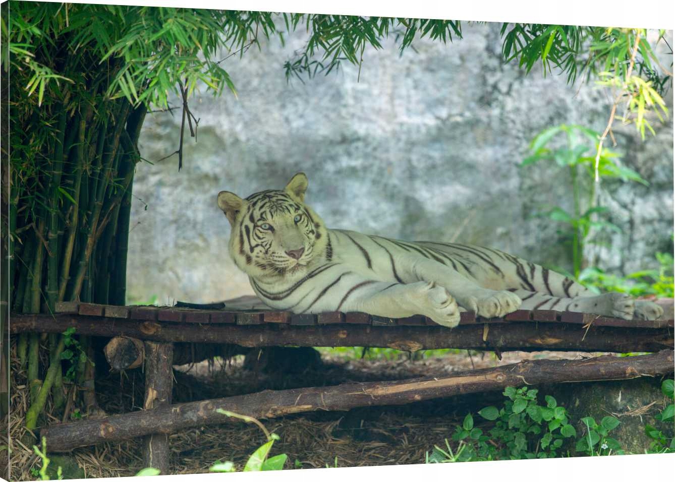 

Obraz Na Płótnie Biały Tygrys Drzewo 90x60 980 Wz