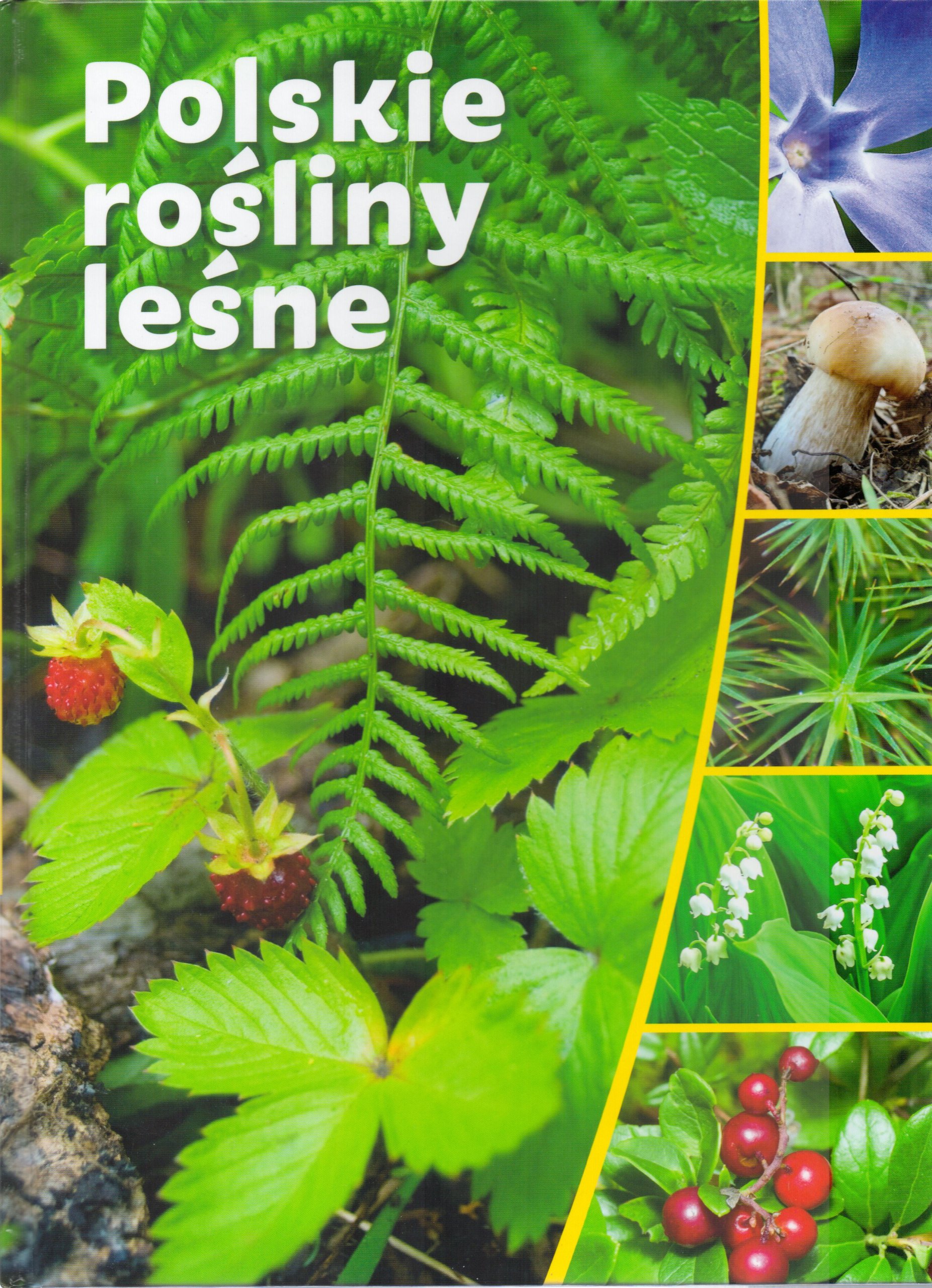 

Polskie rośliny leśne