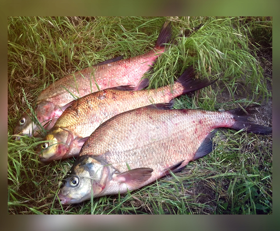 KOŁOWROTEK MISTRALL MARCUS RD 2000 + SZPULA Marka Mistrall