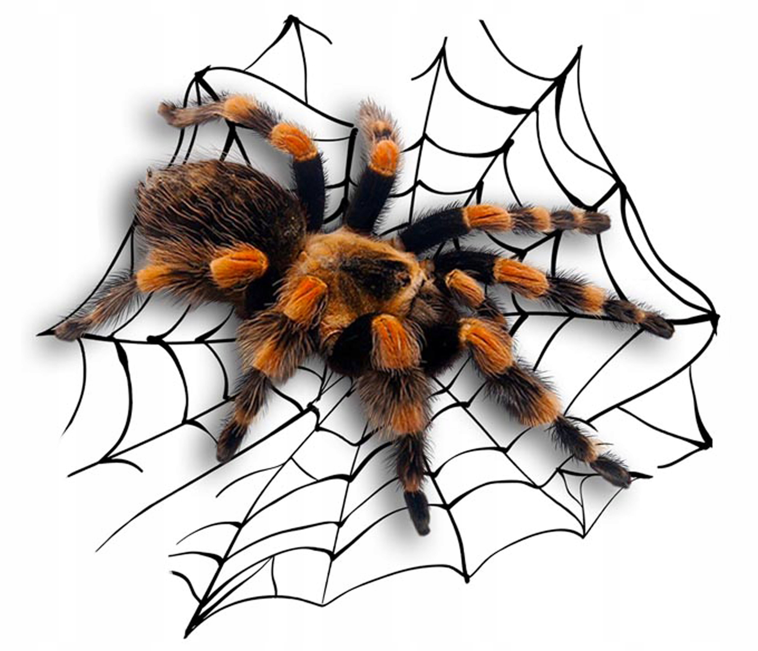

Naklejka Grafika Spider Pająk Tarantula Duża Uv