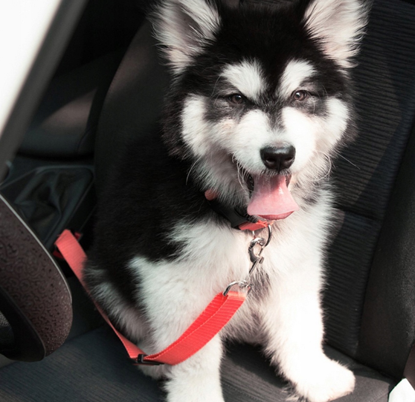 PASY BEZPIECZEŃSTWA SMYCZ DO SAMOCHODU DLA PSA Kod producenta KX9362