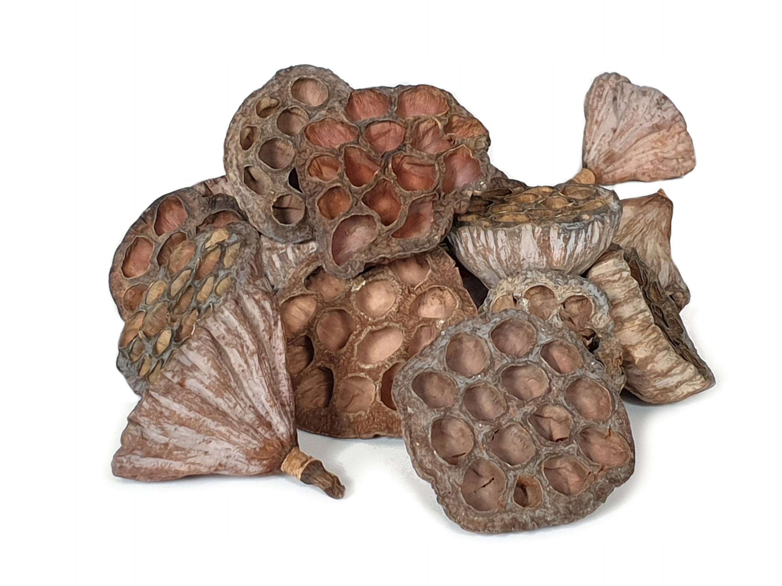 

lotos naturalny lotosy susz egzotyczny 6-8cm 12szt