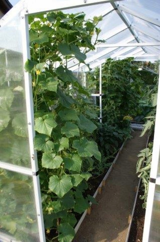 SZKLARNIA OGRODOWA TUNEL POLIWĘGLAN WZMOCNIONA 4,2 Długość 204 cm