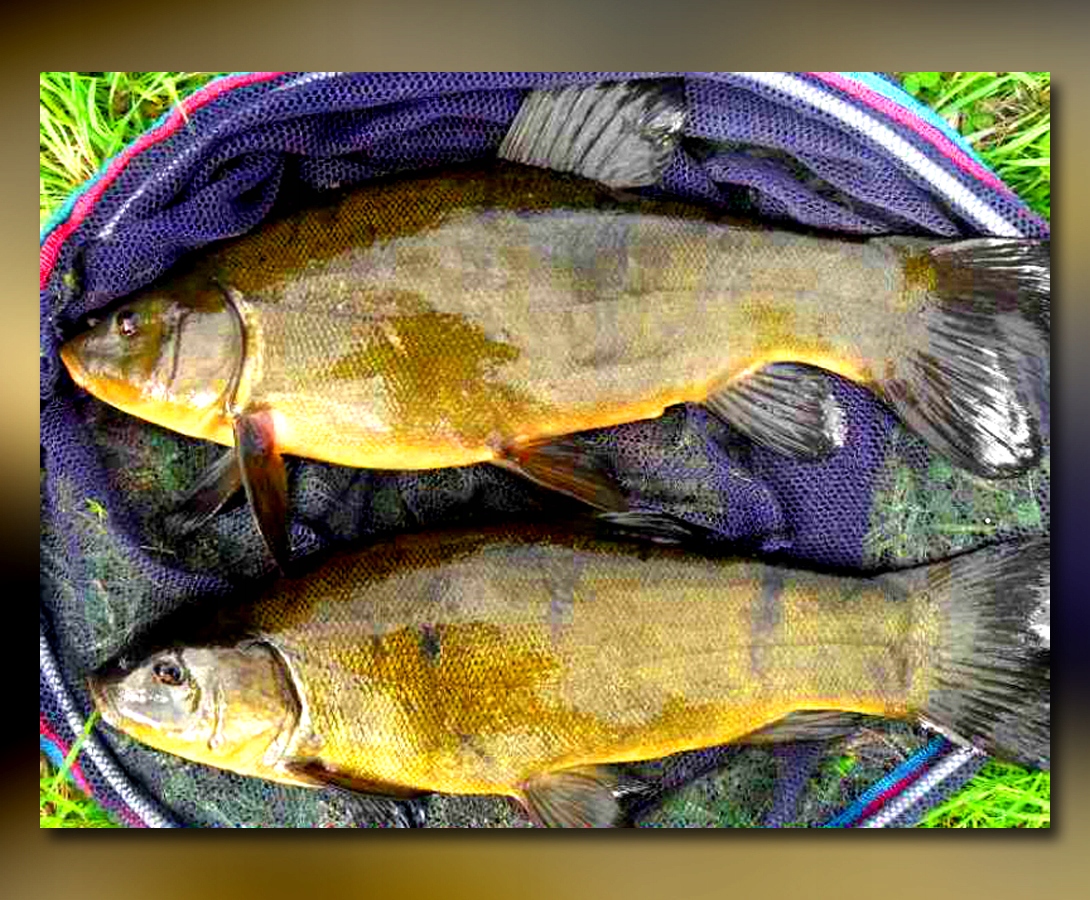 SZTYCA DO KOSZA PODBIERAKA MISTRALL LAMBERTA 2,2m Rodzaj inny