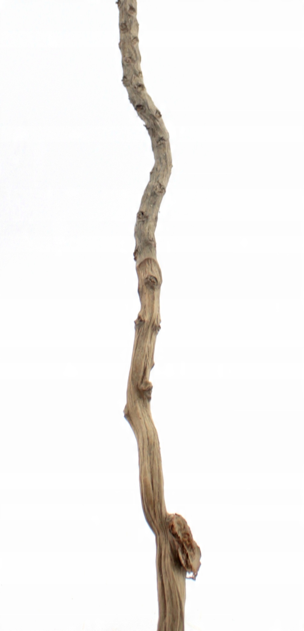 

Coco Stick gałązka patyk 25-35cm mini liana