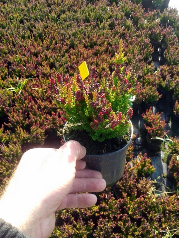 Вереск вереск сорт Желтый Beauty красивые саженцы