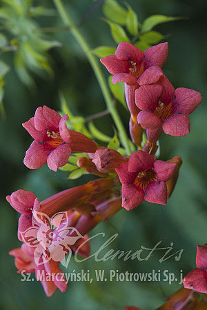 Campsis radicans 'Gabor' - Milin amerykański