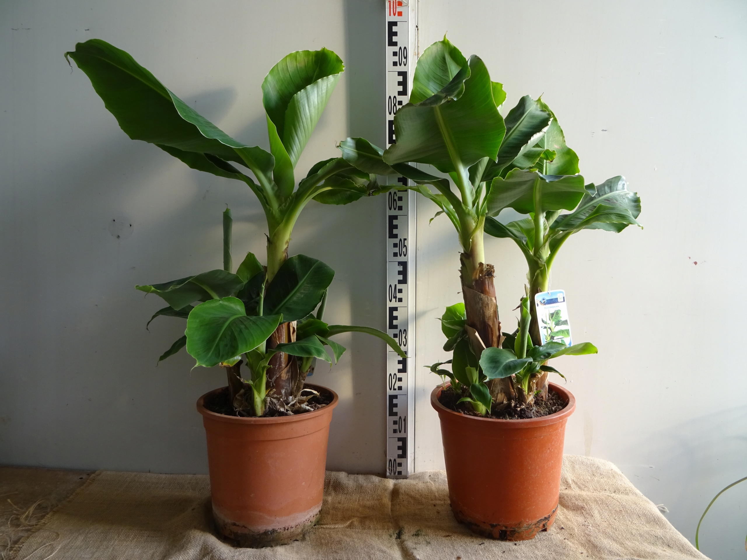 Musa Tropicana