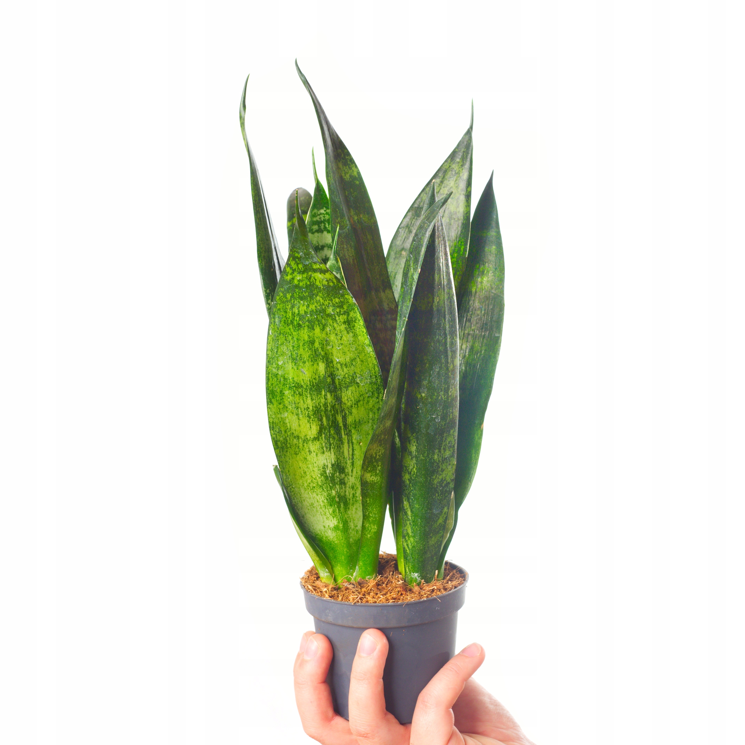 sansevieria w Oficjalnym Archiwum Allegro - Strona 9
