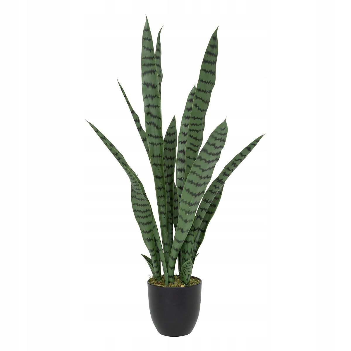 EMP サンセベリア Ruka ルカ / SA321 sansevieria w Oficjalnym Archiwum Allegro - Strona 9