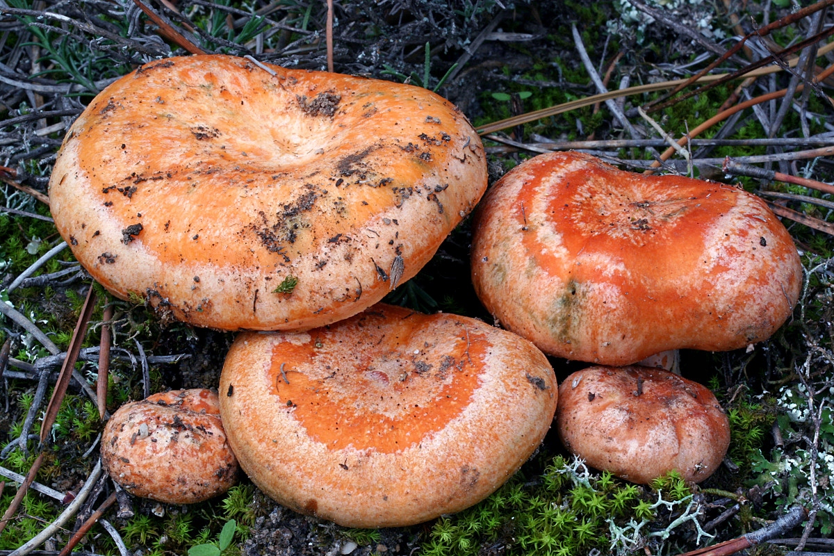 Какой гриб рыжик. Рыжик Сосновый/Боровой (Lactarius deliciosus);. Рыжик Боровик. Рыжик Боровой Сосновый. Млечник Рыжик гриб.
